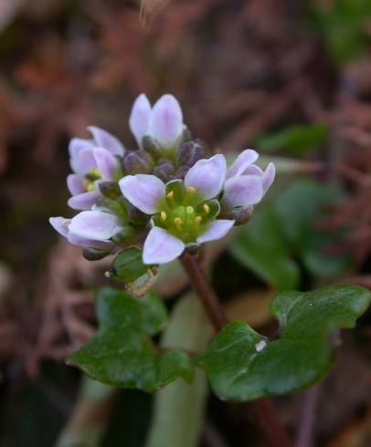 Fotografia de capa Cochlearia danica - do Jardim Botânico