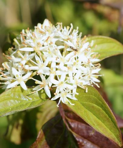 Fotografia de capa Cornus sanguinea subesp. sanguinea - do Jardim Botânico