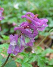 Fotografia da espécie Corydalis cava subesp. cava