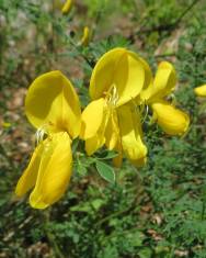 Fotografia da espécie Cytisus scoparius subesp. scoparius