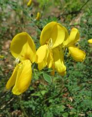 Cytisus scoparius subesp. scoparius