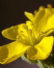 Fotografia da espécie Diplotaxis tenuifolia