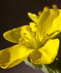 Fotografia da espécie Diplotaxis tenuifolia