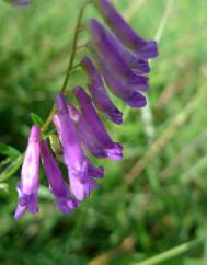 Vicia villosa