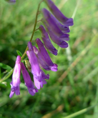 Fotografia de capa Vicia villosa - do Jardim Botânico