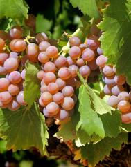 Vitis vinifera