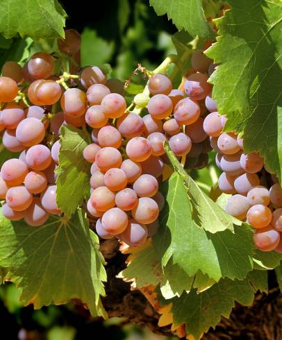 Fotografia de capa Vitis vinifera - do Jardim Botânico