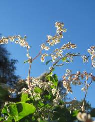 Fallopia baldschuanica