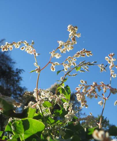 Fotografia de capa Fallopia baldschuanica - do Jardim Botânico