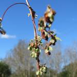 Fotografia 5 da espécie Fallopia dumetorum do Jardim Botânico UTAD