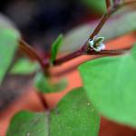 Fotografia 3 da espécie Fallopia convolvulus do Jardim Botânico UTAD