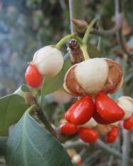 Fotografia da espécie Euonymus japonicus