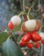 Euonymus japonicus