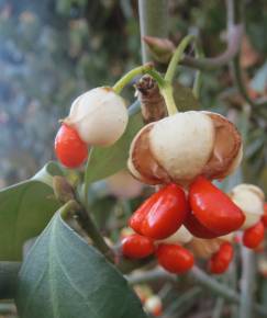 Fotografia da espécie Euonymus japonicus