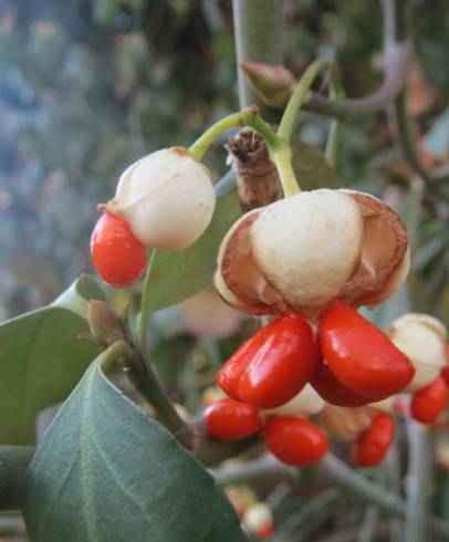 Fotografia de capa Euonymus japonicus - do Jardim Botânico