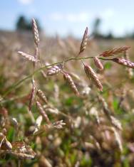 Fotografia da espécie Eragrostis minor