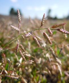 Fotografia da espécie Eragrostis minor