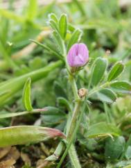 Vicia lathyroides