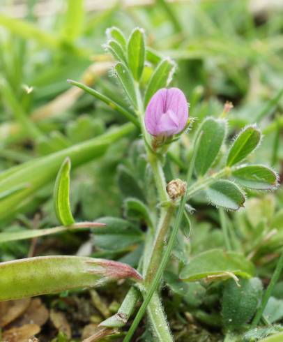 Fotografia de capa Vicia lathyroides - do Jardim Botânico