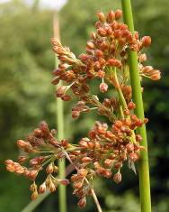 Fotografia da espécie Juncus effusus