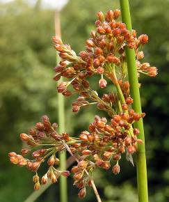 Fotografia da espécie Juncus effusus