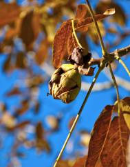 Juglans regia