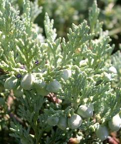 Fotografia da espécie Juniperus horizontalis