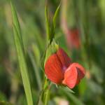 Fotografia 5 da espécie Lathyrus cicera do Jardim Botânico UTAD