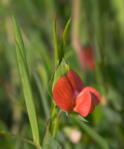 Fotografia de capa Lathyrus cicera - do Jardim Botânico