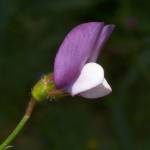 Fotografia 6 da espécie Lathyrus hirsutus do Jardim Botânico UTAD