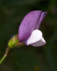 Fotografia da espécie Lathyrus hirsutus