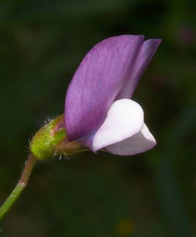 Fotografia de capa Lathyrus hirsutus - do Jardim Botânico