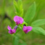 Fotografia 10 da espécie Lathyrus linifolius do Jardim Botânico UTAD