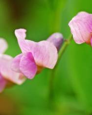 Fotografia da espécie Lathyrus linifolius