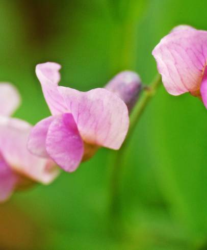 Fotografia de capa Lathyrus linifolius - do Jardim Botânico