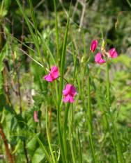 Fotografia da espécie Lathyrus nissolia