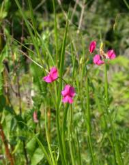 Lathyrus nissolia