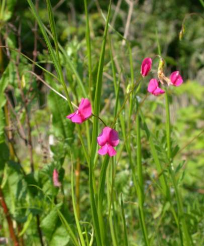 Fotografia de capa Lathyrus nissolia - do Jardim Botânico