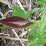 Fotografia 12 da espécie Arum maculatum do Jardim Botânico UTAD