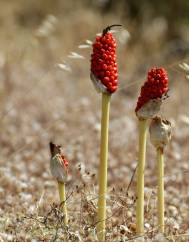 Arum maculatum