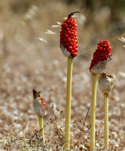 Fotografia de capa Arum maculatum - do Jardim Botânico