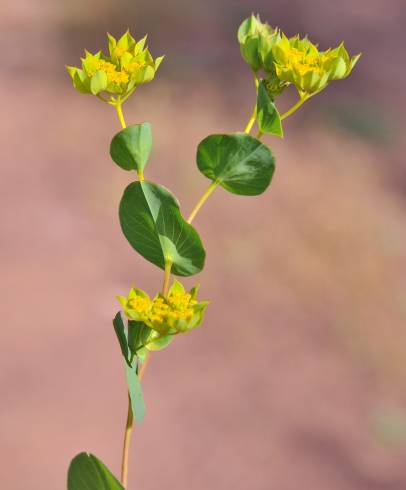 Fotografia de capa Bupleurum rotundifolium - do Jardim Botânico