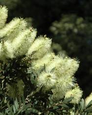 Fotografia da espécie Callistemon pallidus