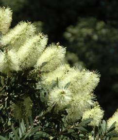 Fotografia da espécie Callistemon pallidus