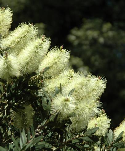 Fotografia de capa Callistemon pallidus - do Jardim Botânico