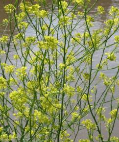 Fotografia da espécie Brassica nigra