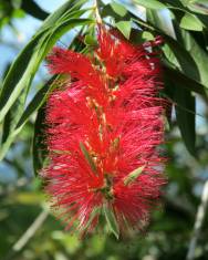 Fotografia da espécie Callistemon rigidus