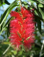 Callistemon rigidus