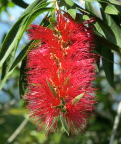 Fotografia da espécie Callistemon rigidus