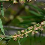 Fotografia 15 da espécie Callistemon rigidus do Jardim Botânico UTAD